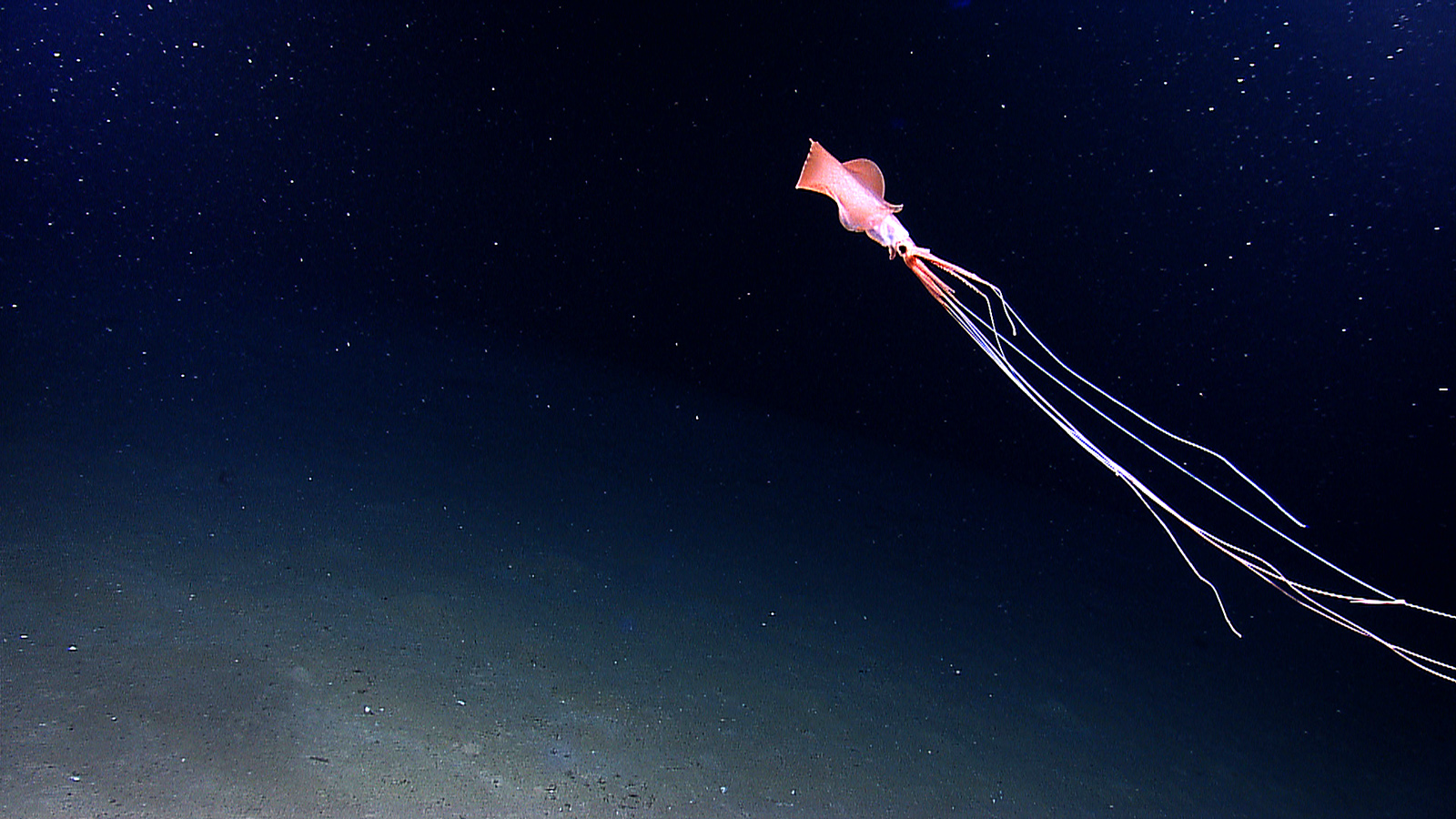 Rare Footage Of Bigfin Squid Miles Deep