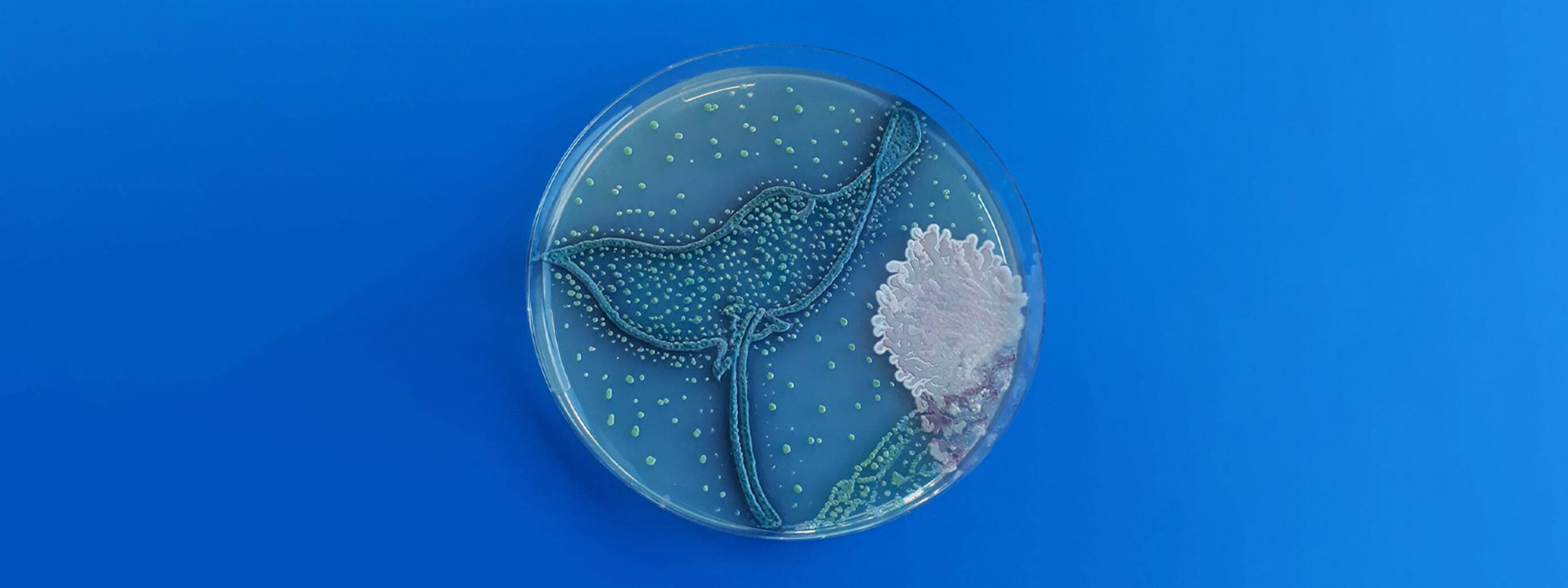 stunning-agar-art-grows-pictures-with-bacteria-and-fungi