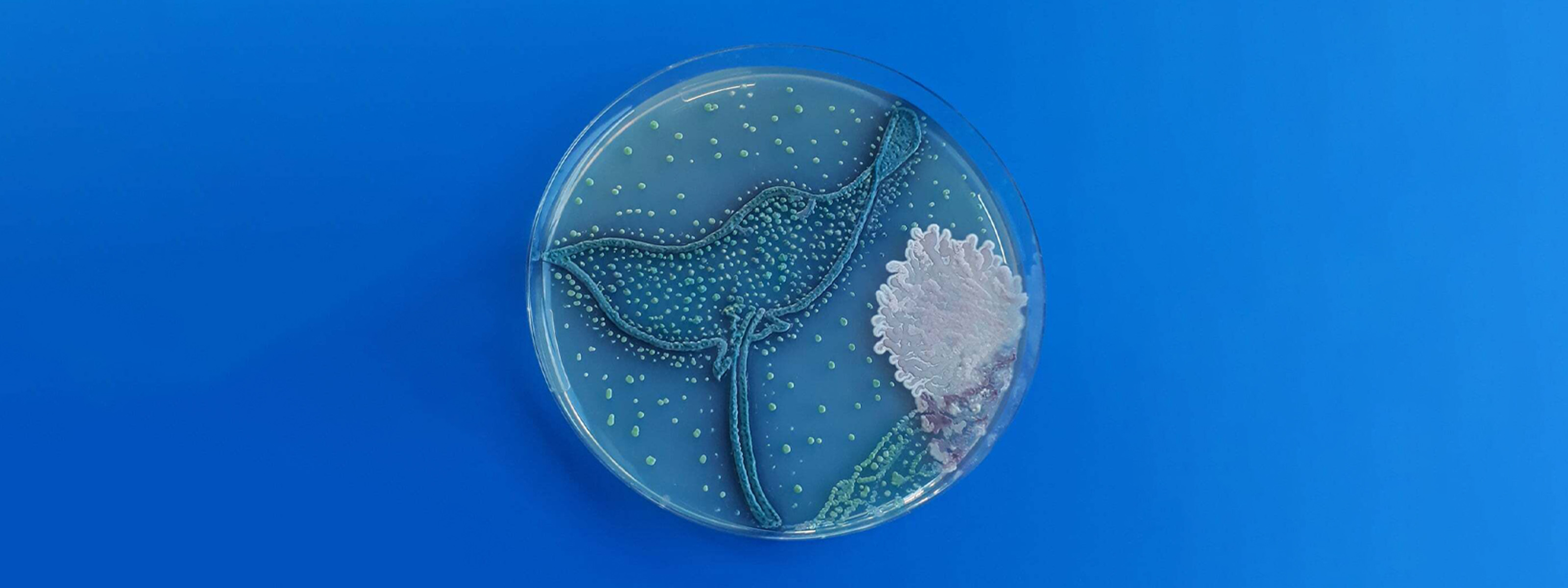 Stunning “agar art” grows pictures with bacteria and fungi