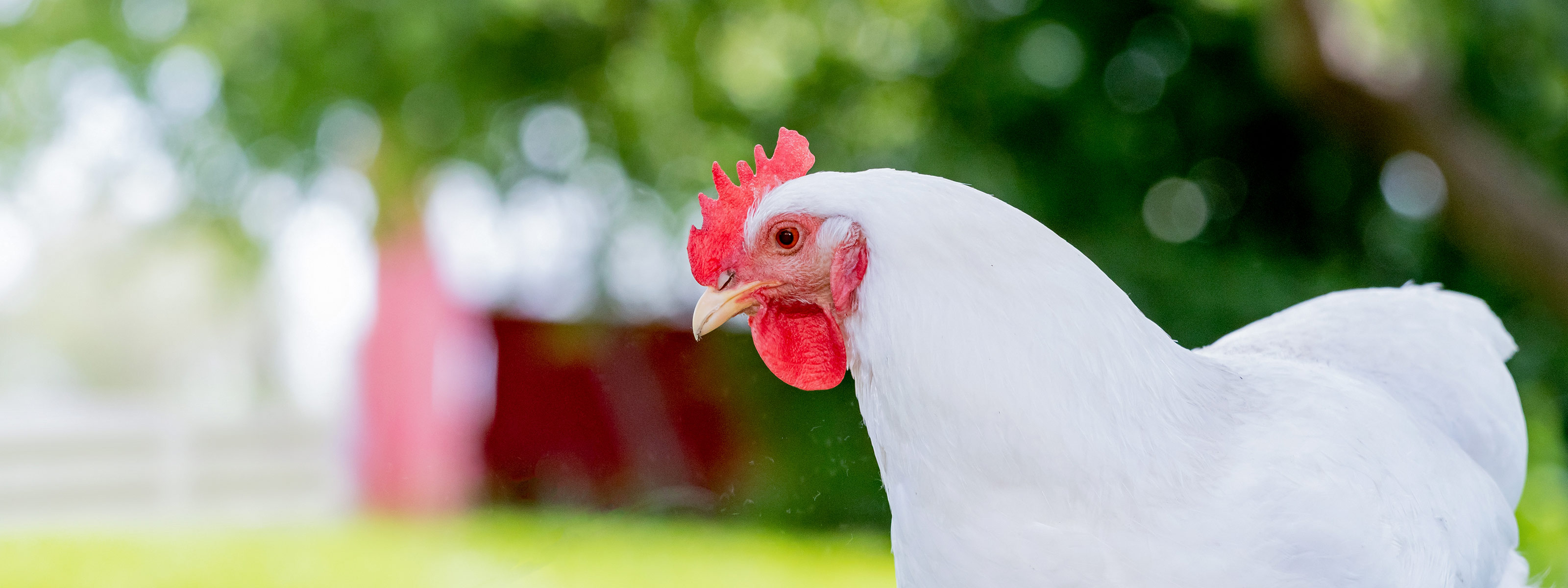Can CRISPR engineer immunity to avian flu in chickens?