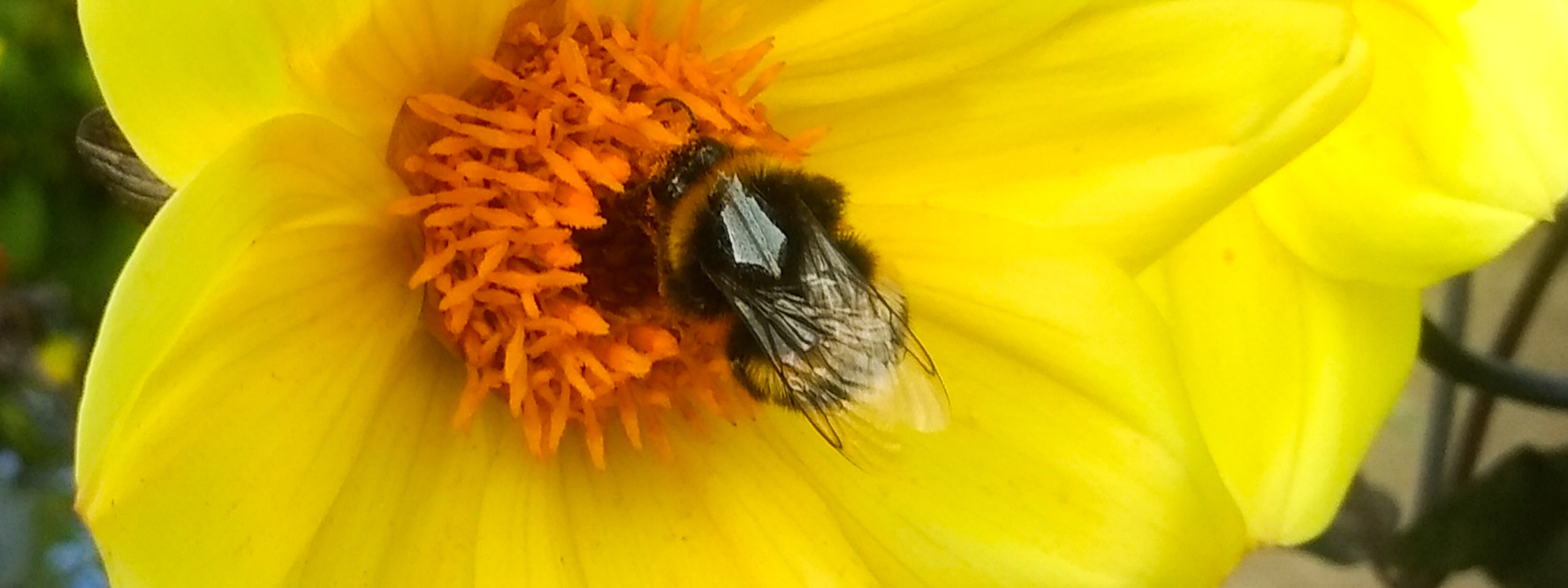 Scientists put bees in little reflective “vests” for bee tracking