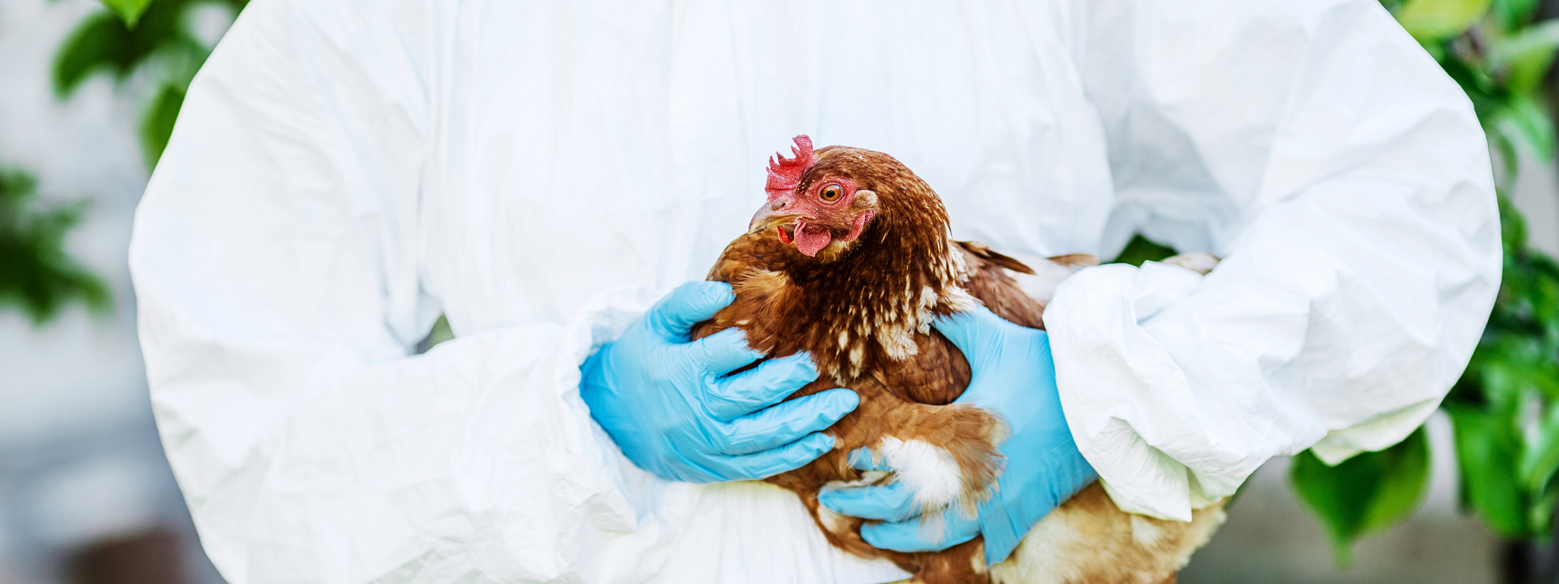 A new bird flu is infecting people. Here’s what we know.