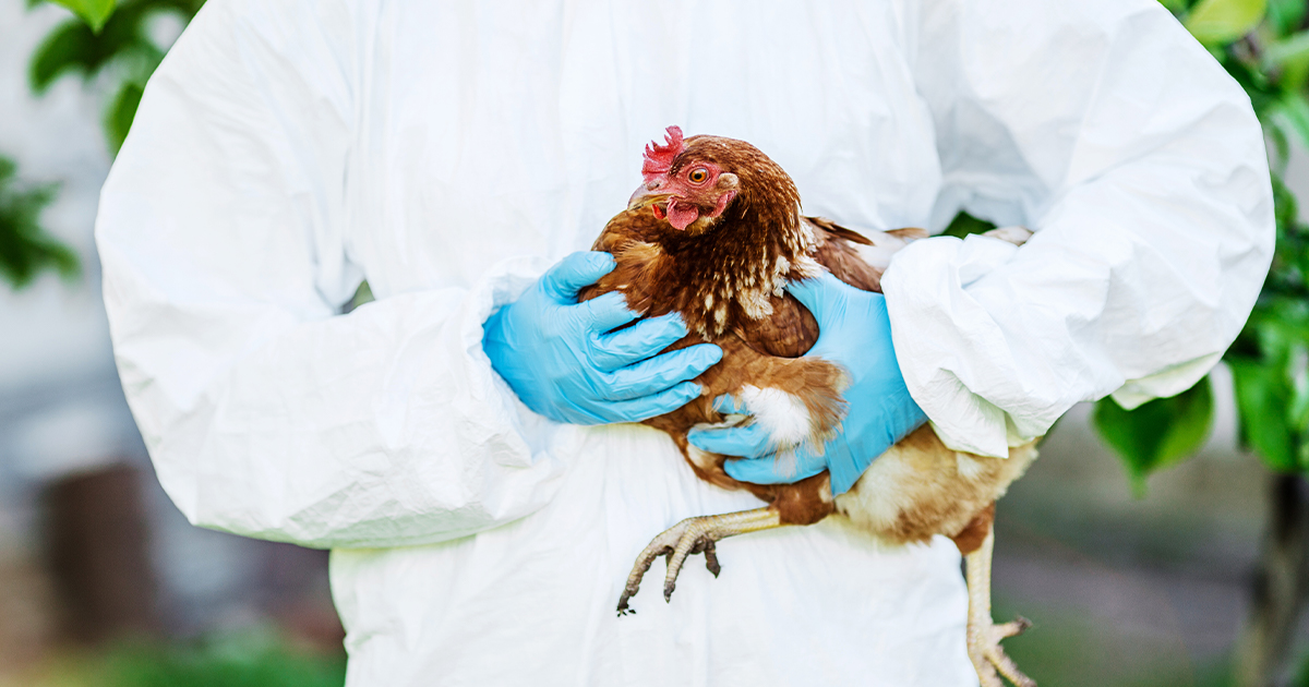 A new bird flu is infecting people. Here’s what we know.