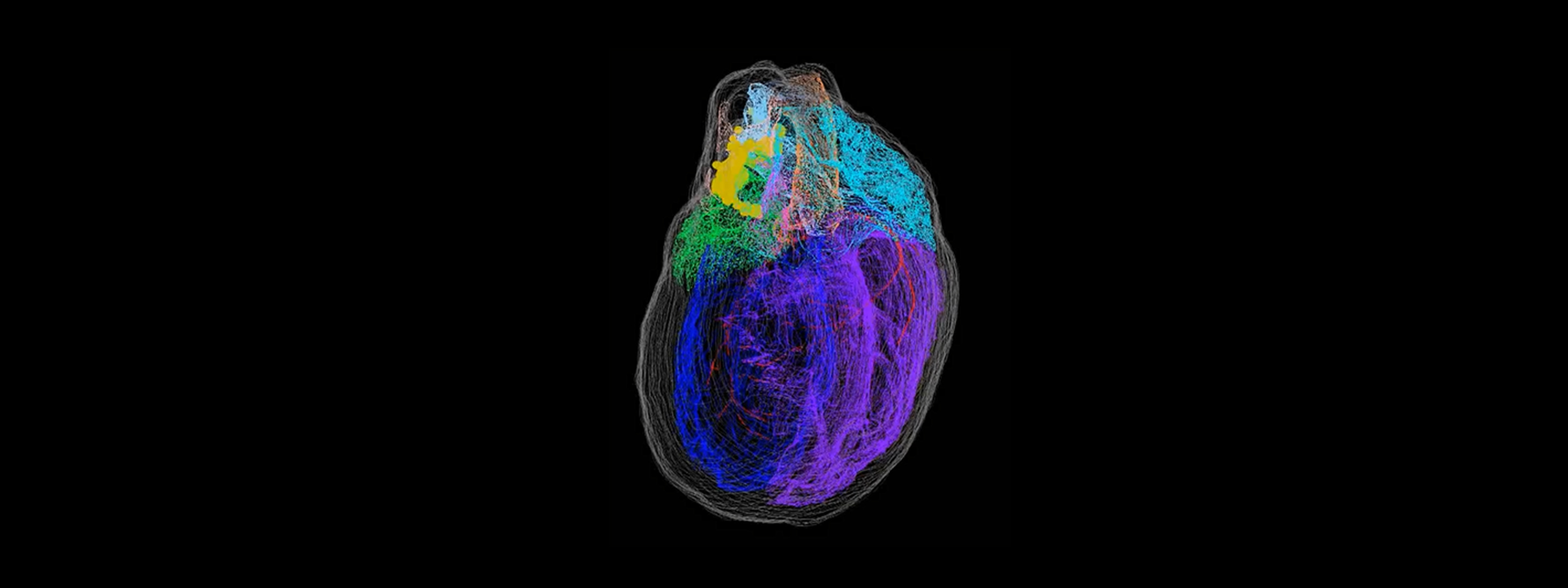 Scientists reveal first 3d heart model that shows heart’s neurons