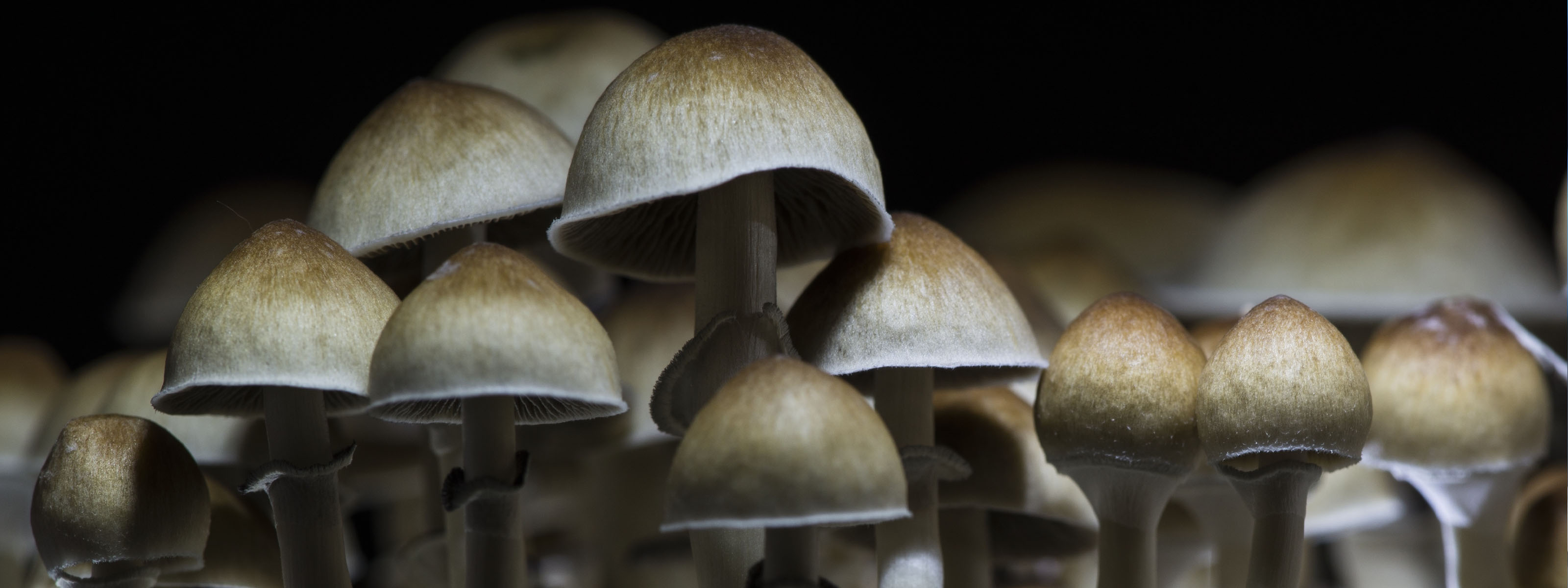 Microdosing Mushrooms Explained 9823