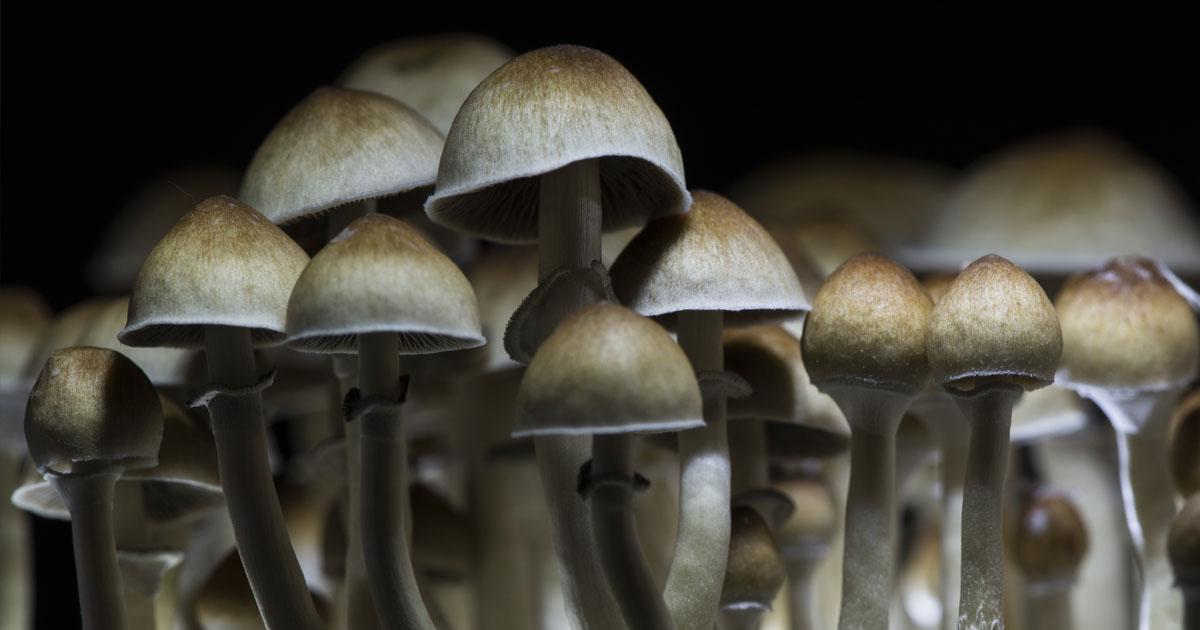 Microdosing Mushrooms: Explained