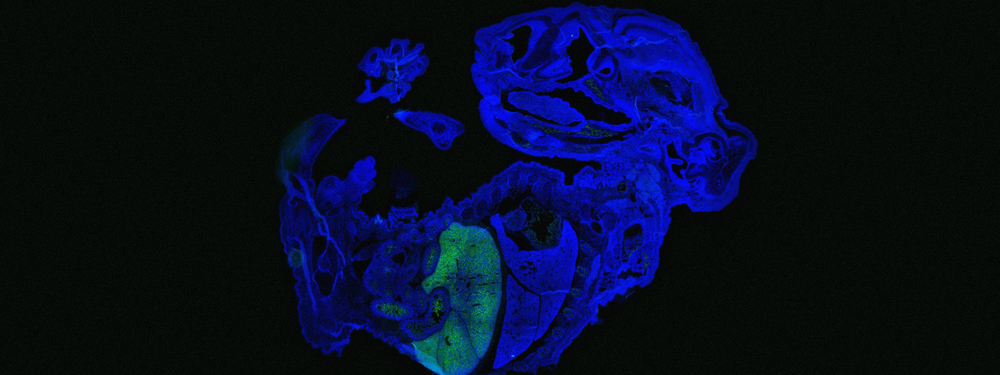 stem cell research in agriculture