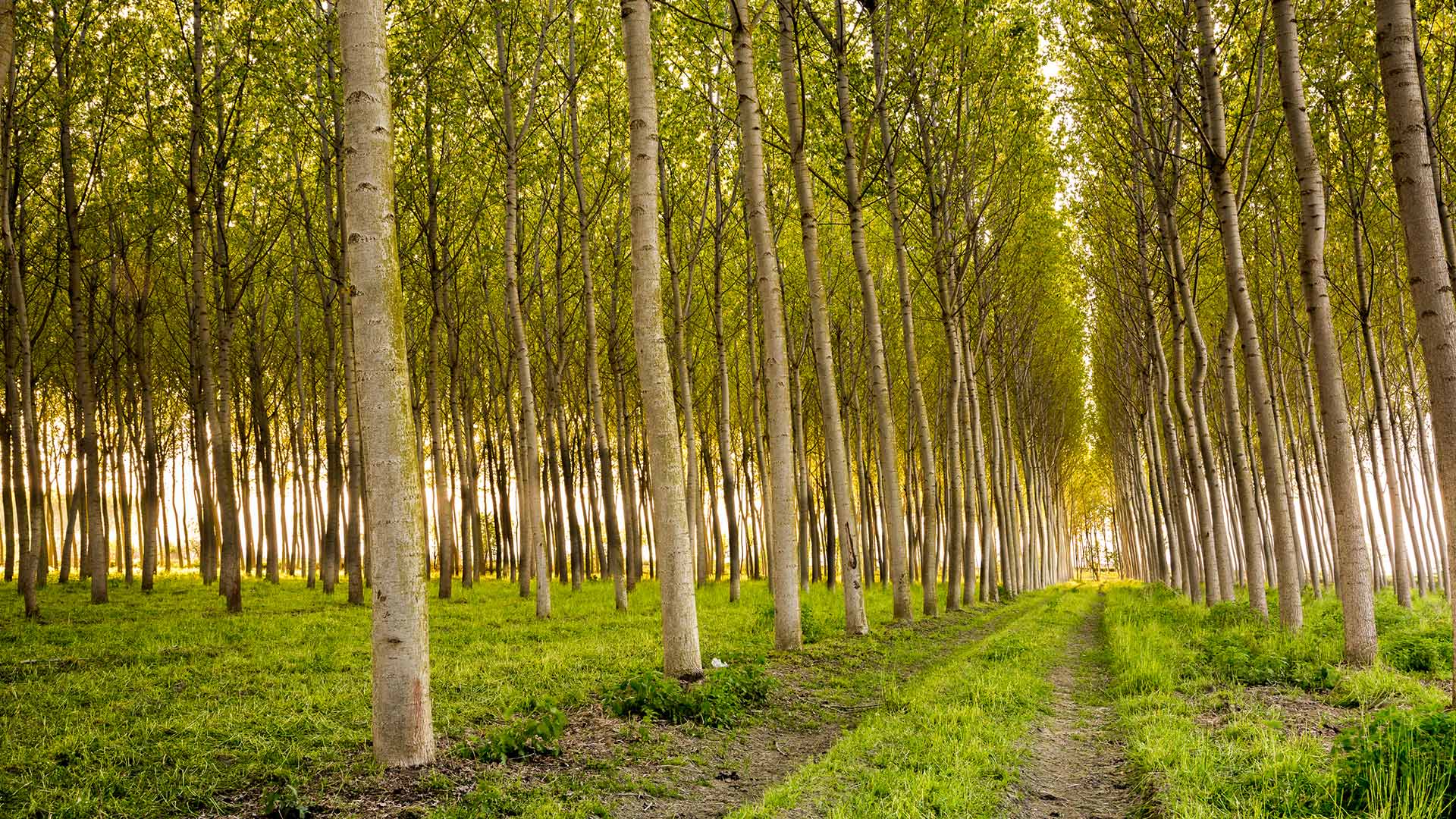 Are Poplar Trees Good For Anything