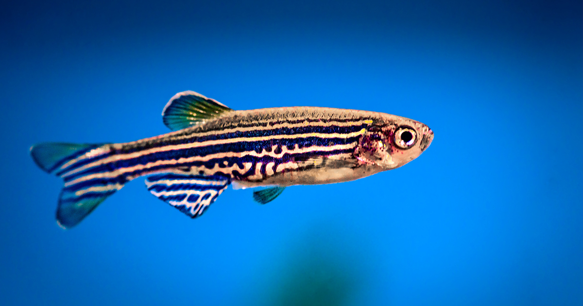 How GMO Zebrafish Could Inspire New Infertility Treatments