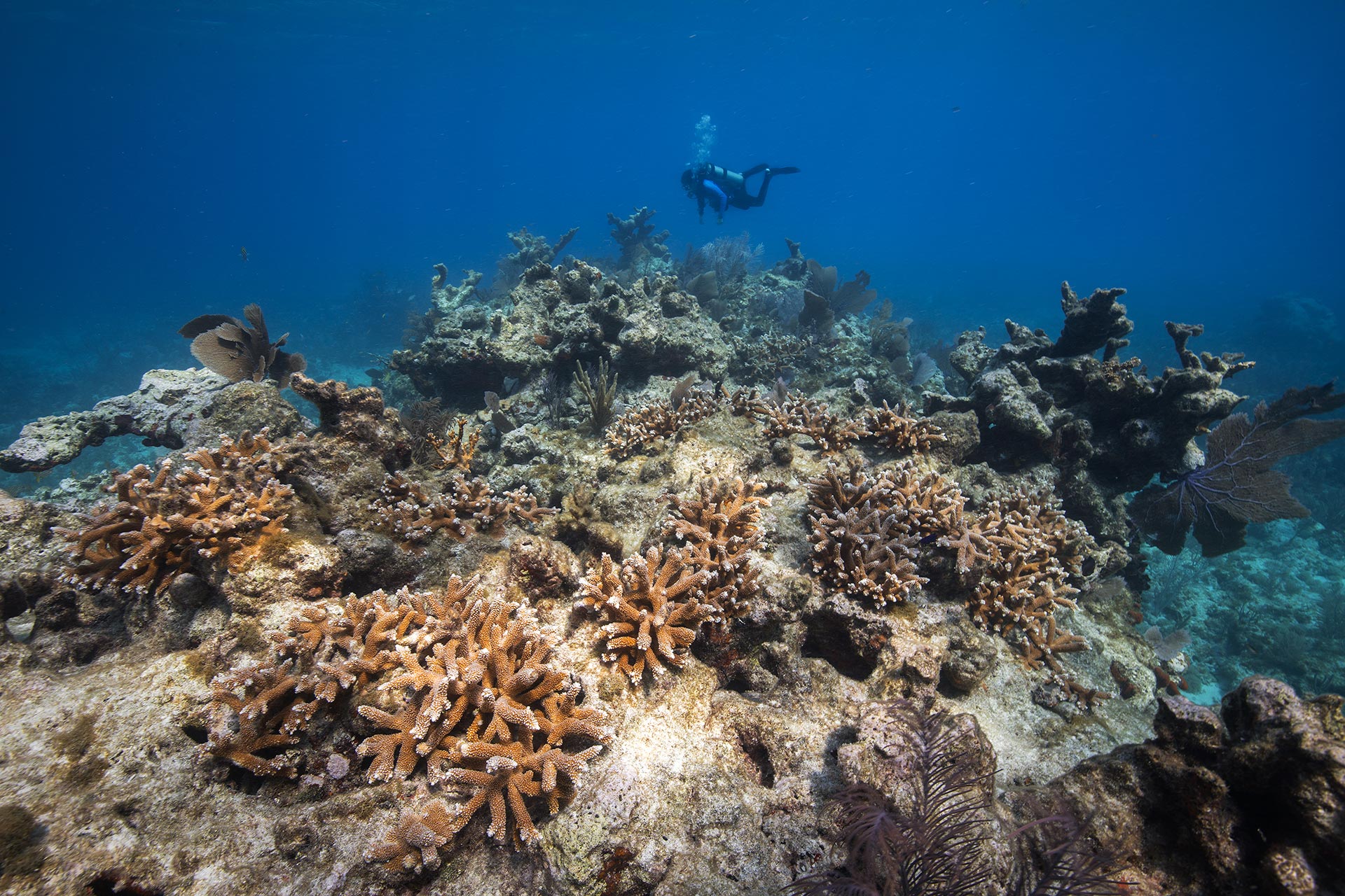 Coral Reefs Are Dying, But Here’s Why There’s Still Hope