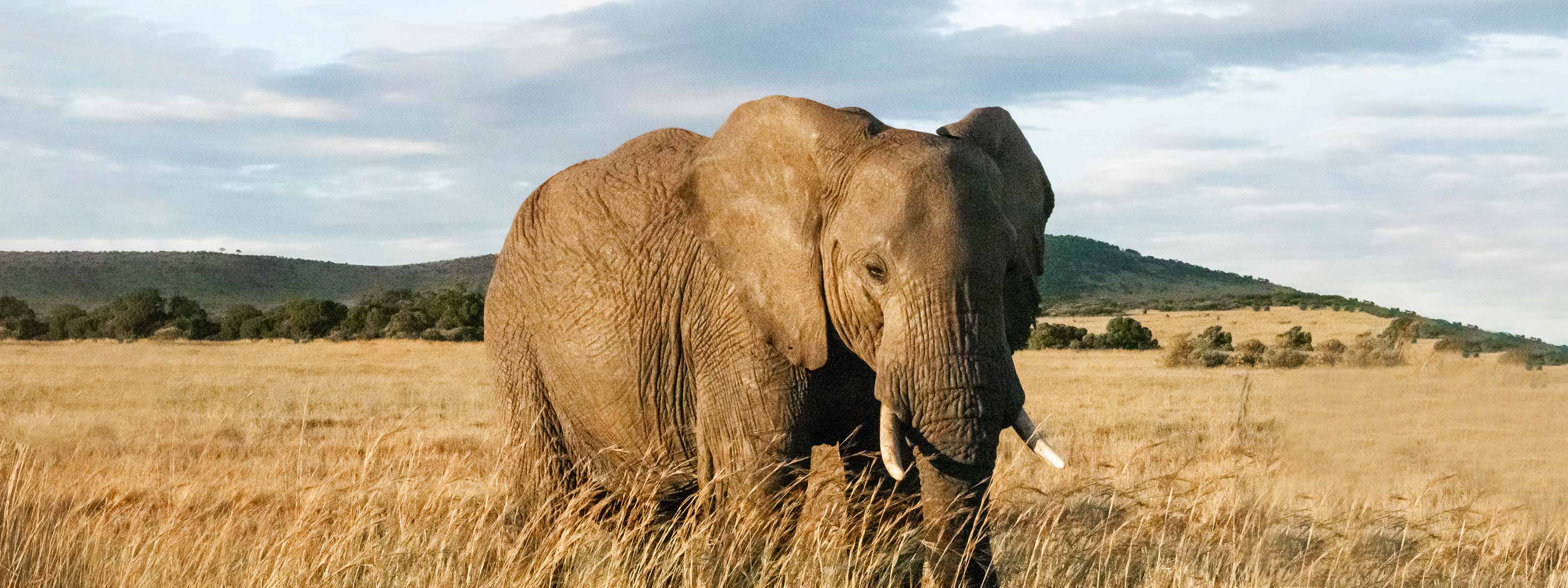 This App is Stopping Elephant Poaching