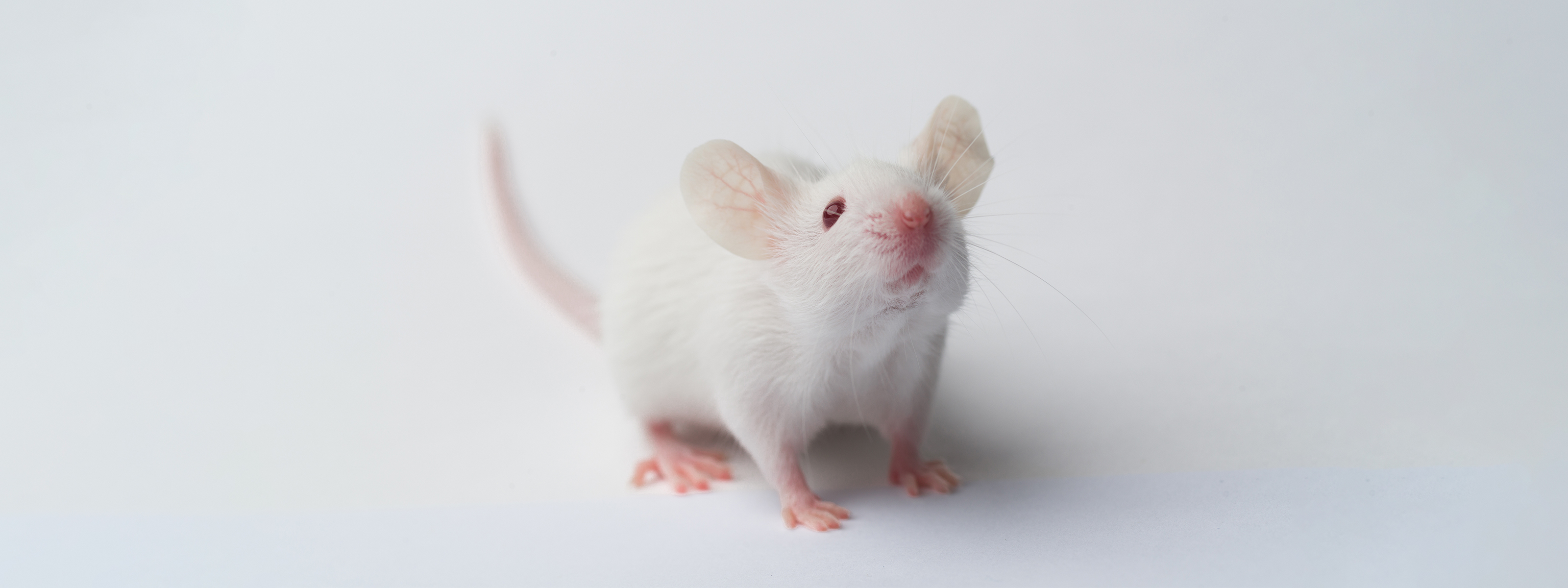 New treatment reverses age-related memory loss in mice