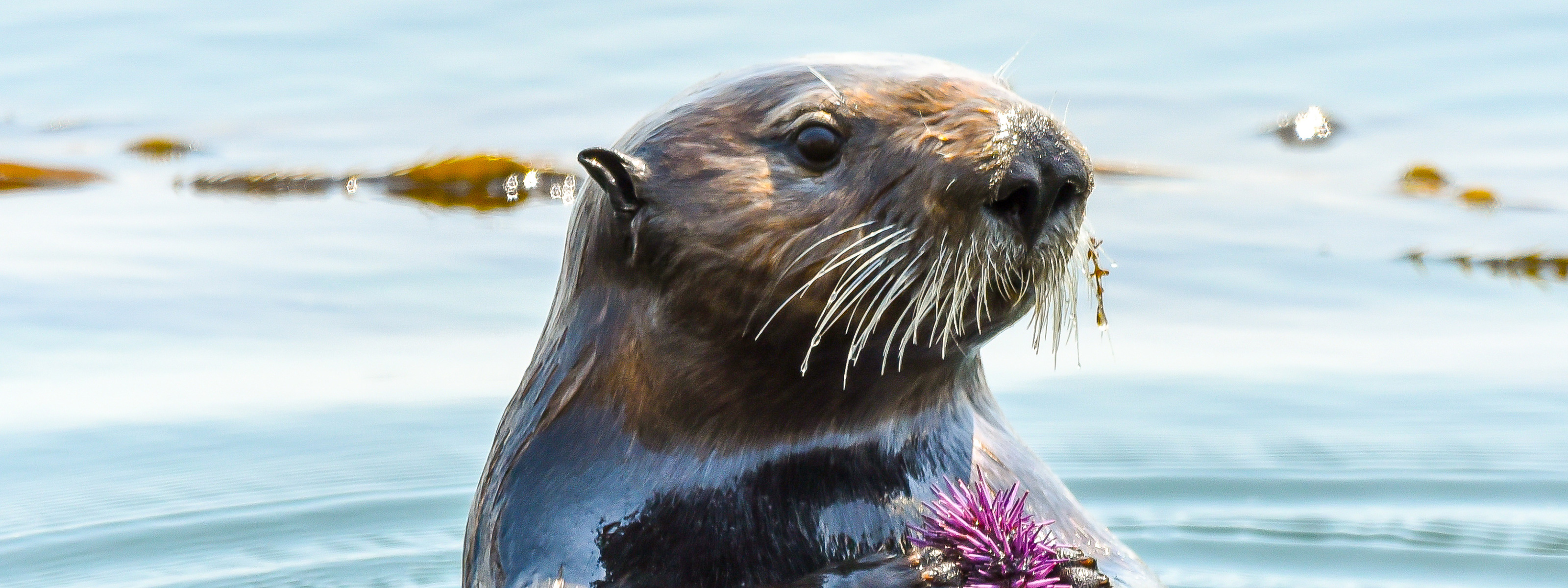 emergency-sea-otters-needed-to-save-california-s-kelp-forests