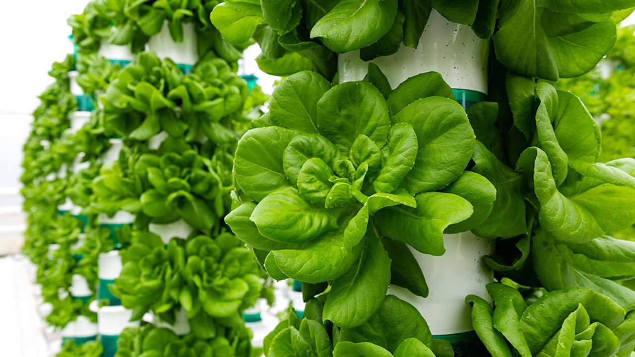 Innovative vertical farming companies to watch