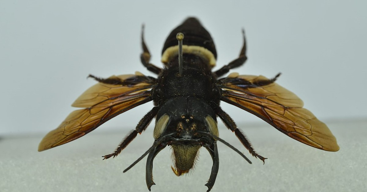 World's biggest bee found alive