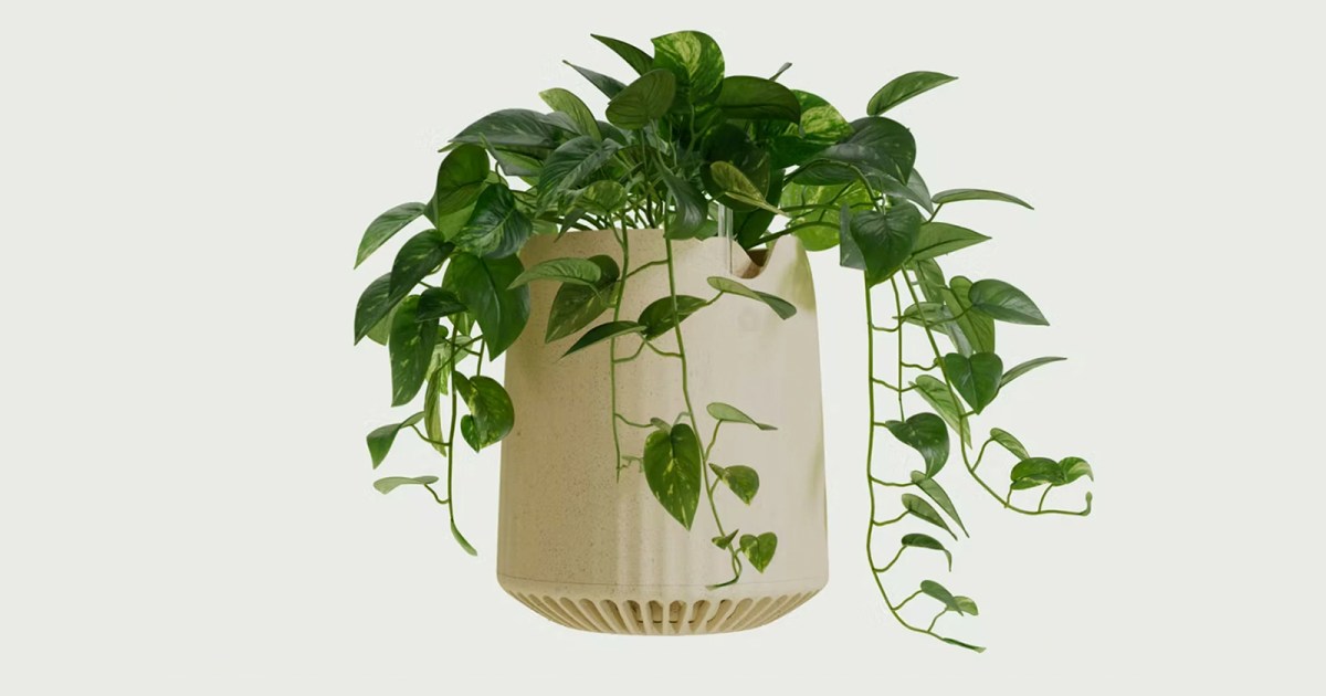 Genetically engineered houseplant is a supercharged air purifier