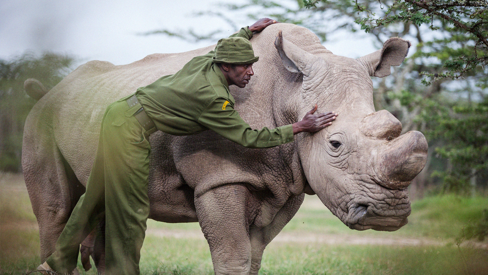 Can novel technology save the northern white rhino? - Freethink