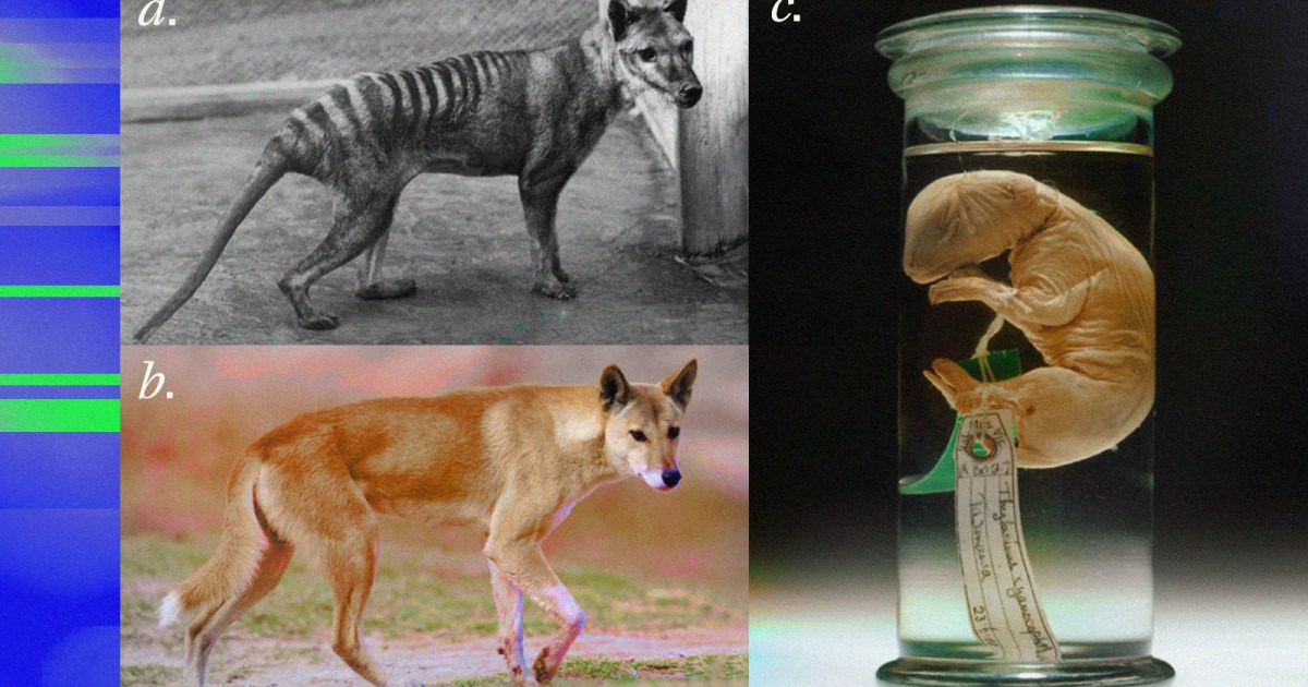 Tasmanian tiger could be de-extinct through major scientific