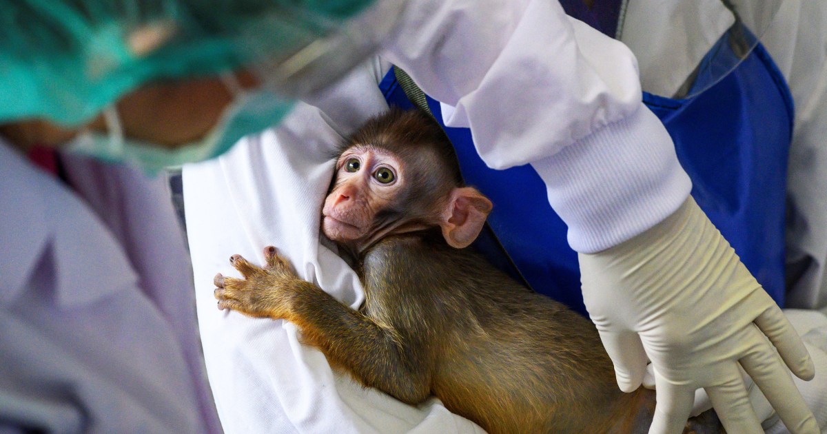 Un mono vive dos años con un riñón de cerdo modificado genéticamente