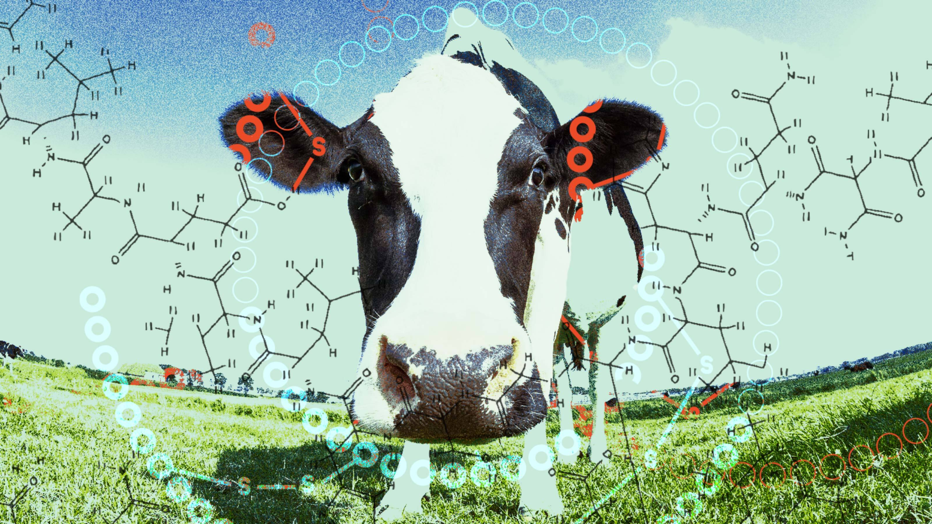 Soaring insulin costs? Cows could help.