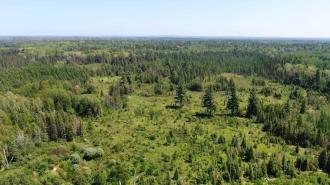 Aerial view of a dense, lush green forest with a variety of trees and uneven clearings after a recent helium discovery under a clear blue sky.