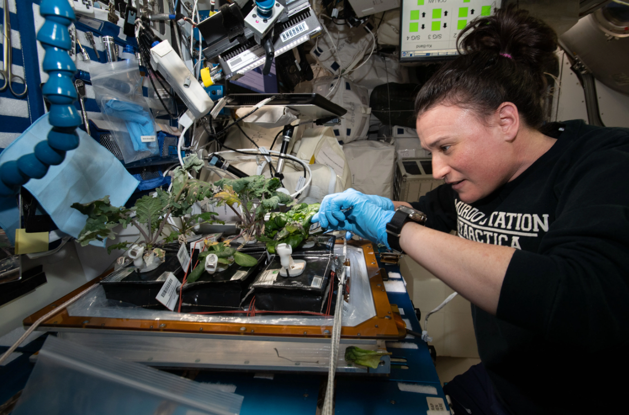 an astronaut on a space station studying lettuce