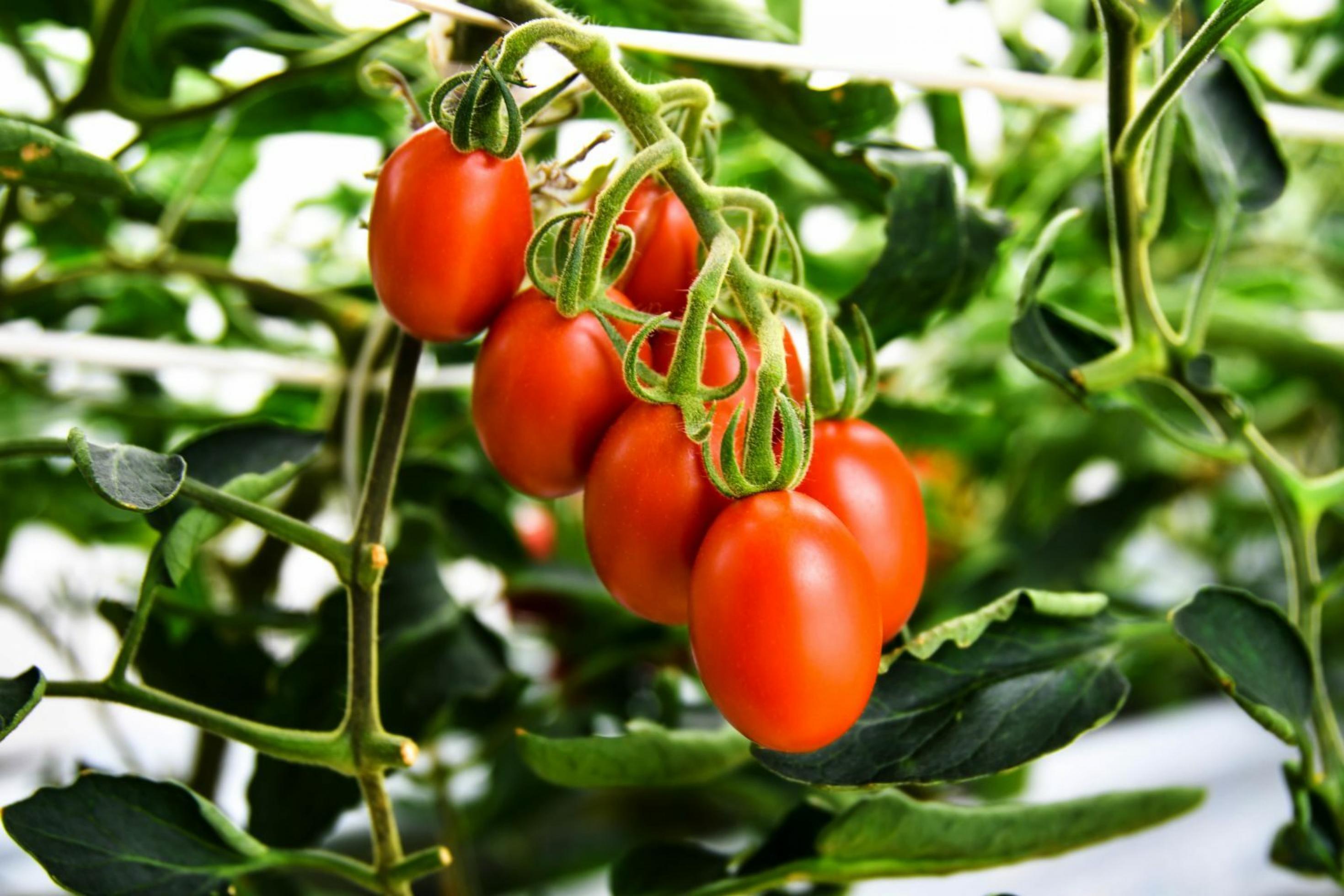 A cluster of ripe, red tomatoes hangs from a vine surrounded by green leaves.