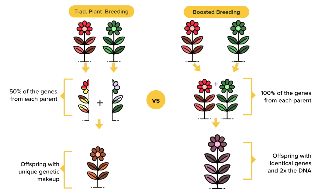 Comparison of traditional plant breeding and boosted breeding