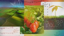 A collage of agricultural elements including a satellite, crop fields, tomatoes, and growth charts illustrating data, boosted breeding techniques, chemical formulas, and a seedling highlights efforts to combat hunger.