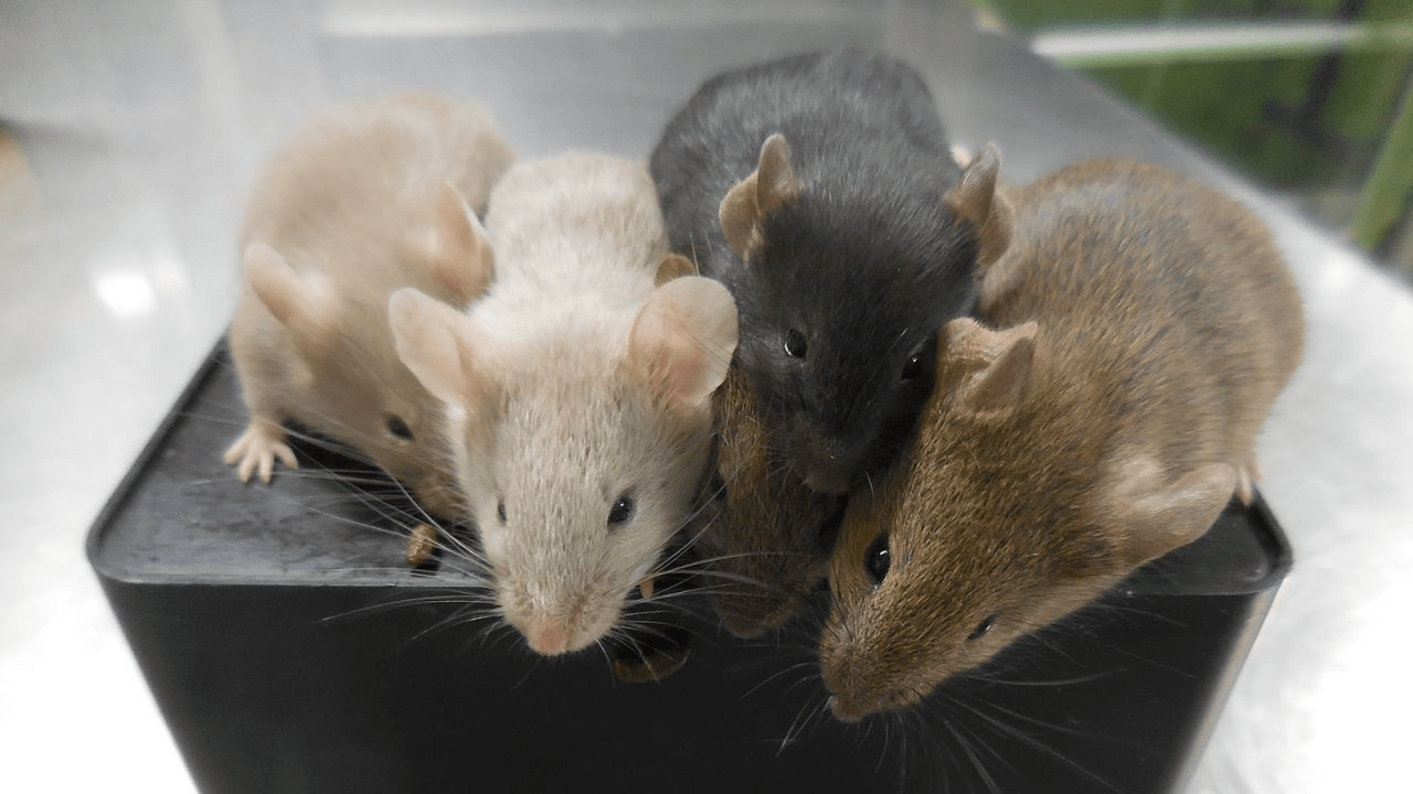 Four mice of different colors are huddled together on a black surface.