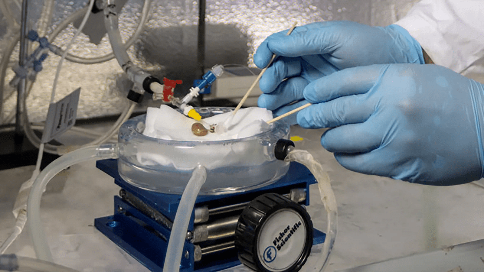 Gloved hands deftly work with scientific equipment in a lab, using a small tool to interact with a setup involving cryopreservation tubes and a round container.