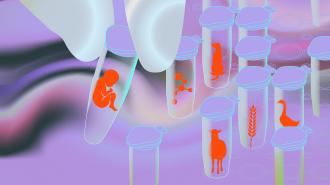 Stylized illustration of test tubes containing red shapes: a human embryo, molecules, a goat, wheat, and a duck against a purple background.